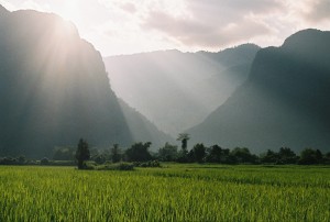 Sunlight on rice fields